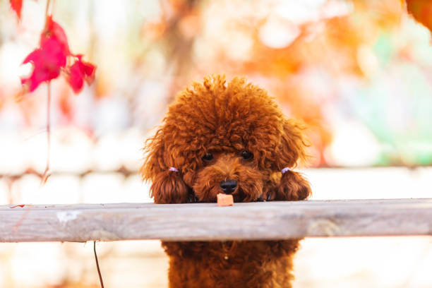 istock A toy poodle in autumn 1450225376
