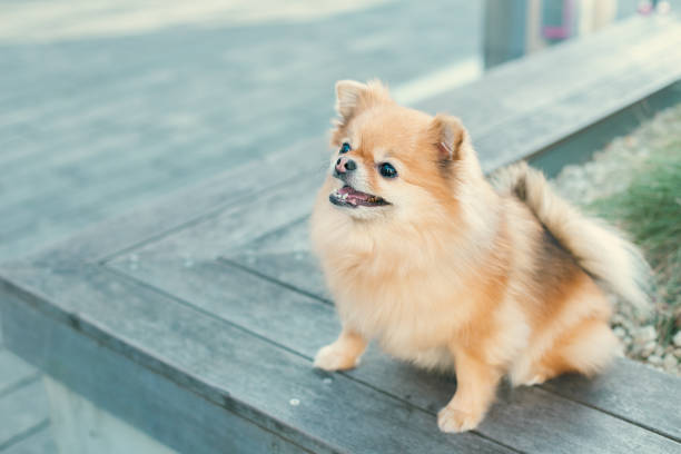 istock Cute pet Pomeranian 1450226803