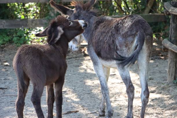 istock Mule (Equus mulus) next to its foal at a farm on a sunny day, back view 1450227633