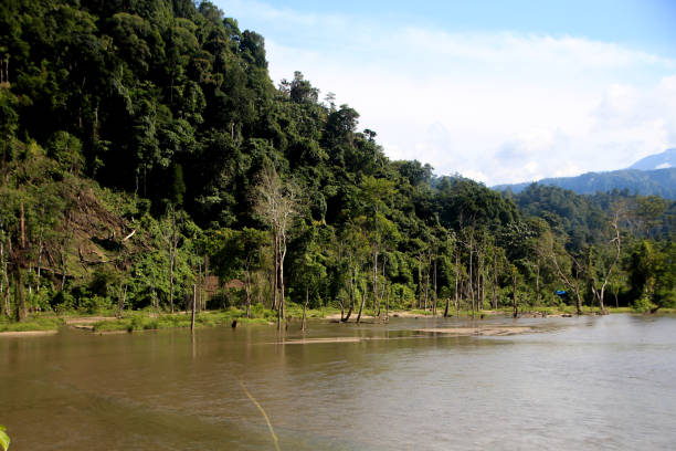 a river in the middle of a forest that is so beautiful