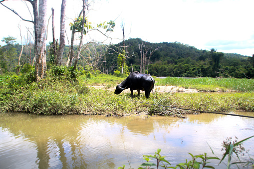 buffalo wallowing in the middle of the forest