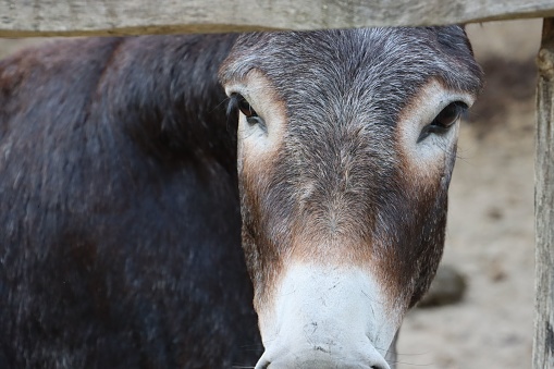 A close up of a Mule's face (Equus mulus) looking forward through the wooden fence at a farm