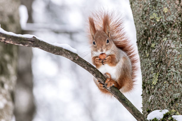 istock furry red squirrel sitting on a tree and holding a nut 1450227867