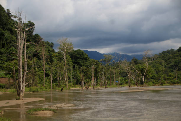 istock a river in the middle of a forest that is so beautiful 1450227872