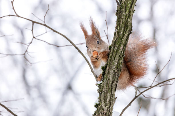 istock small red squirrel with nut sits on tree in the winter 1450227877