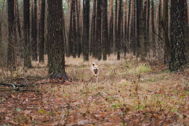istock A dog runs out of a pine autumn forest 1450228686
