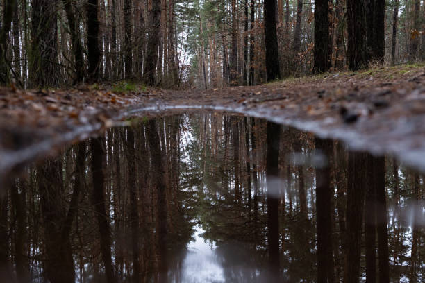 Mirror reflection of pine autumn forest in water