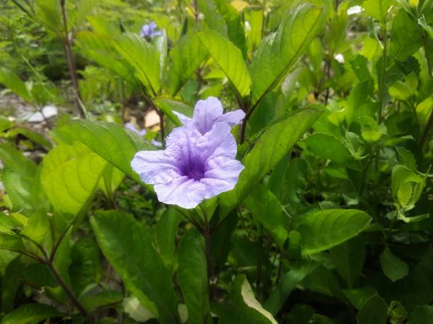 purple ruellia humilis