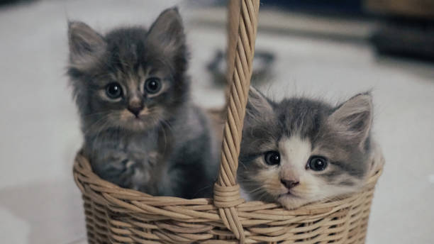 istock two adorable kittens playing in the basket 1450229459