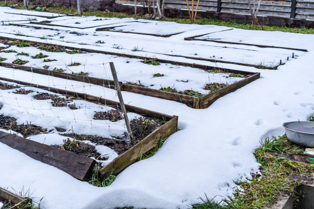istock Spring snow covered the garden beds. Abnormal weather 1450229707
