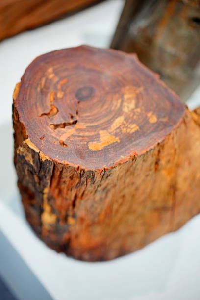 Trunk Tree of Dalbergia cochinchinensis