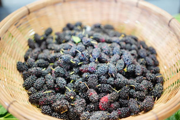 Ripe black mulberry in basket