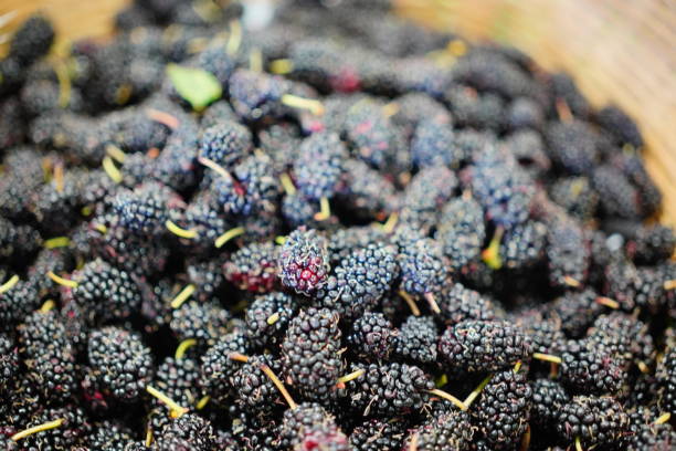 istock Ripe black mulberry 1450232472