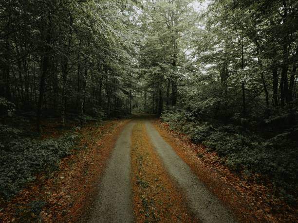 istock Beautiful view of a forest footpath with fall leaves on the ground 1450232545
