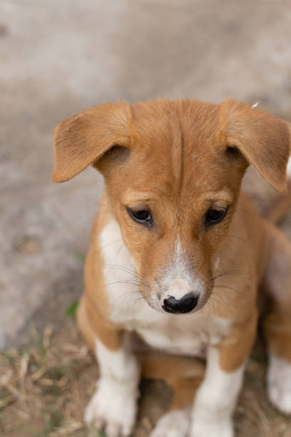 istock Roadside street puppy 1450232844
