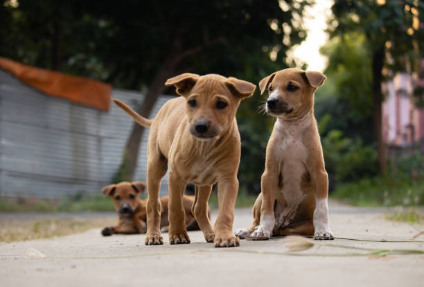 welpen am straßenrand - streunende tiere stock-fotos und bilder