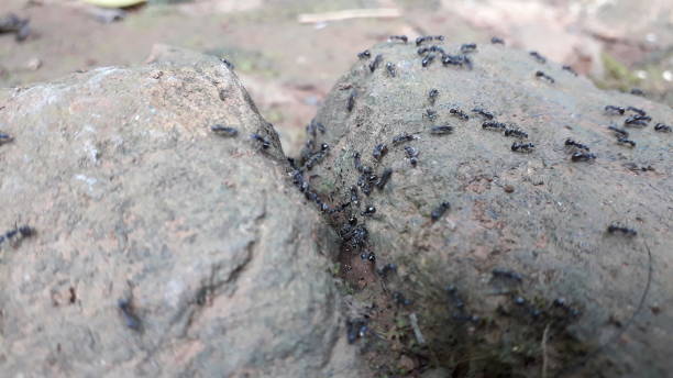 istock A group of black ants on thr stones 1450234574