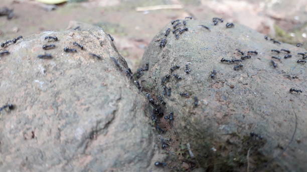 istock A group of black ants on thr stones 1450234579