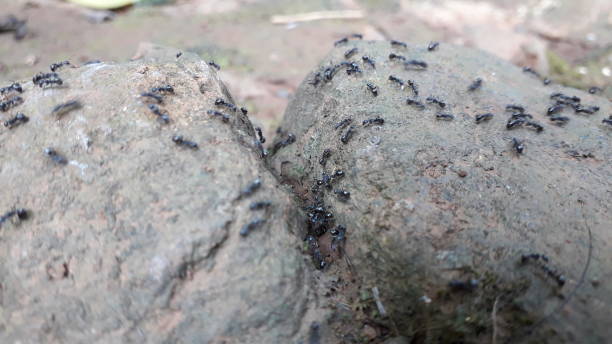 istock A group of black ants on thr stones 1450234580