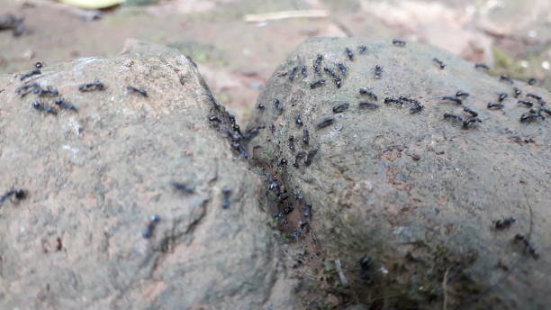 istock A group of black ants on the tones 1450234585