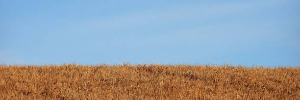 istock Field of golden grass under a clear blue sky 1450234662