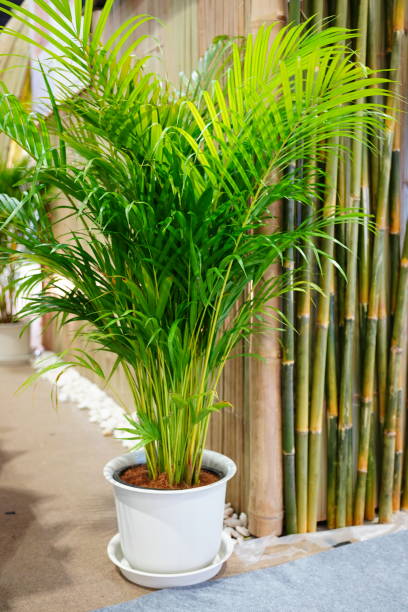 istock Dypsis lutescens in flower pot 1450234775