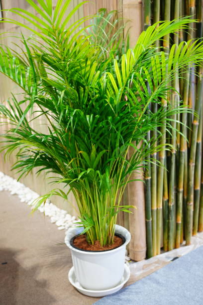 istock Dypsis lutescens in flower pot 1450234776
