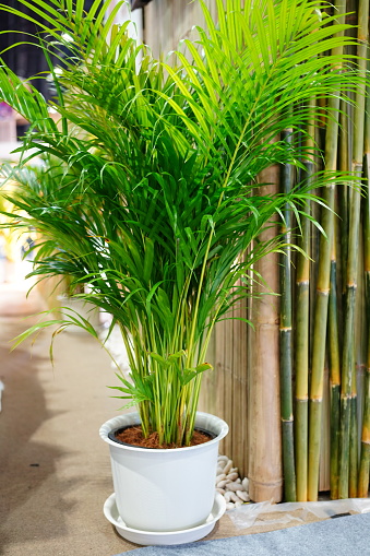 Dypsis lutescens in white flower pot.