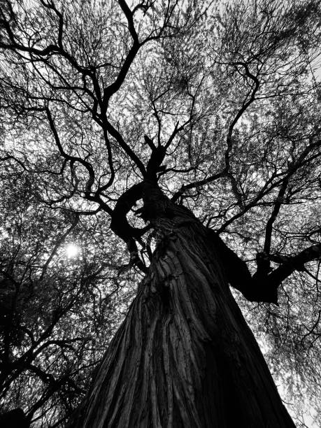 monochromatic tree - indiana autumn woods forest imagens e fotografias de stock