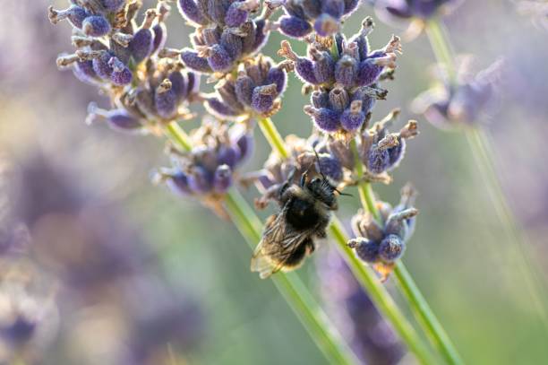 selective focus shot of an english lavender plant - englis imagens e fotografias de stock