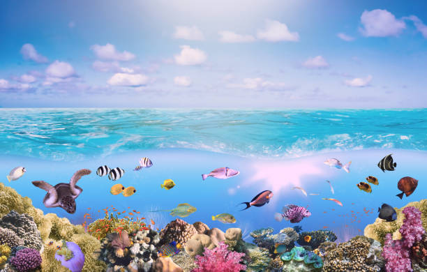 istock Beautifiul underwater colorful coral reefs 1450239488