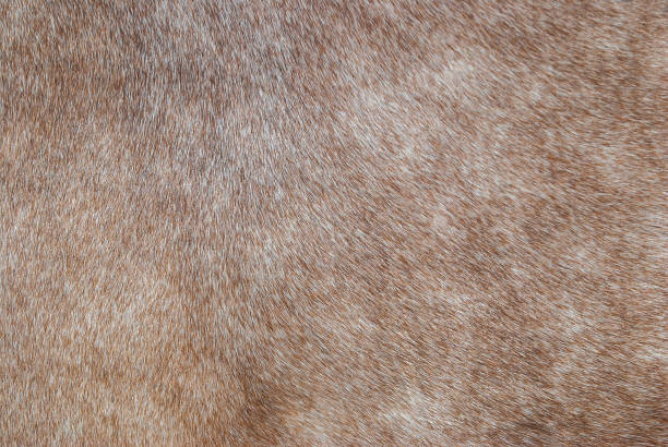 istock Brown horse fur texture closeup. Furry abstract backdrop, soft selective focus 1450239490