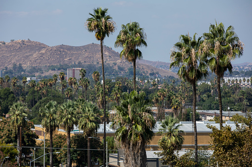 Palm framed day time view of the downtown skyline of Riverside, California, USA.