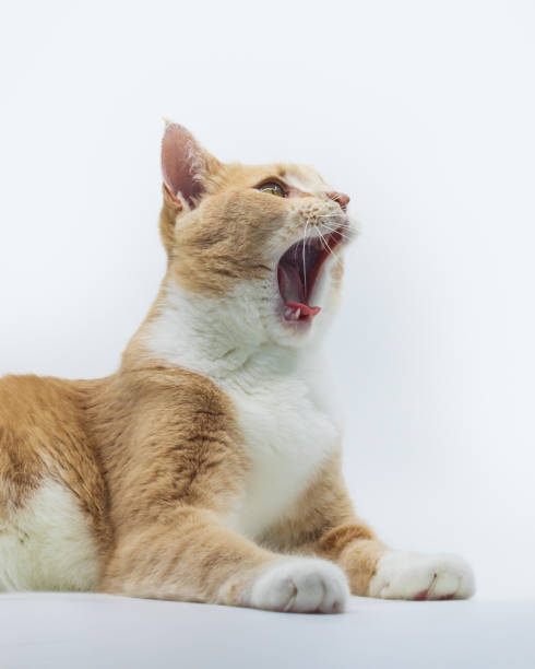 istock Yawing orange tabby cat 1450241330