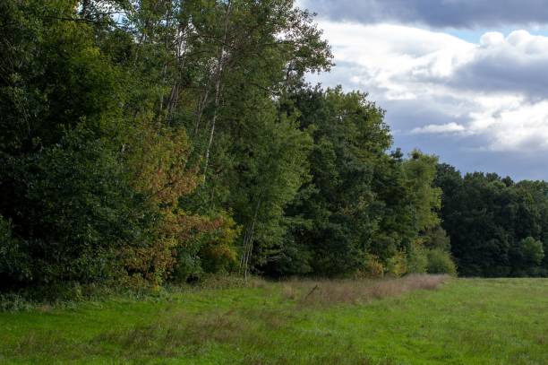 istock Green grass landscape with dense trees under a cloudy sky 1450241527