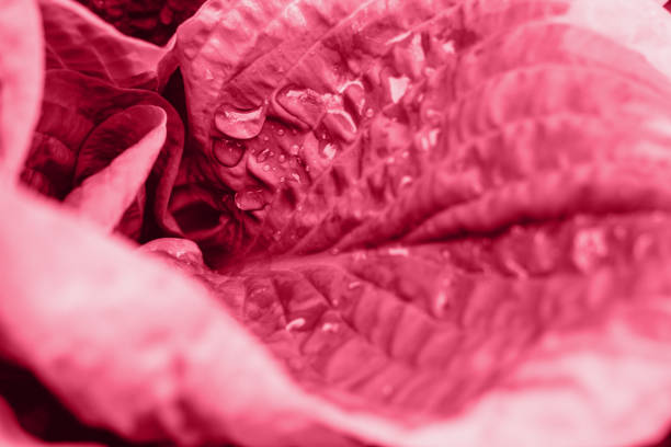 istock Juicy purple bright leaf for magenta background. 1450242191