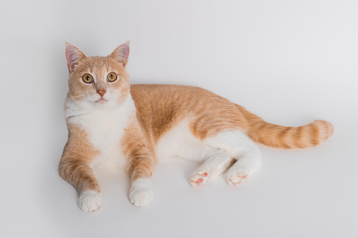 Overhead view of an orange tabby cat lying down on a white background