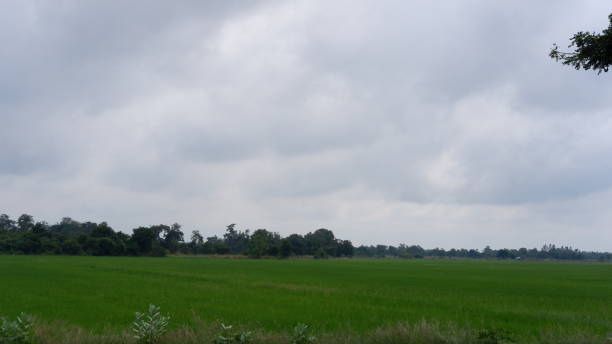istock Rice field in Chai Nat 1450245414