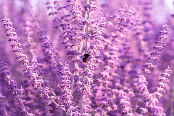 selective focus shot of an english lavender plant - englis imagens e fotografias de stock