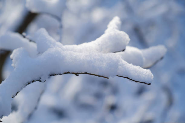 istock Winter Landscape with with fresh powder snow and Trees 1450245731