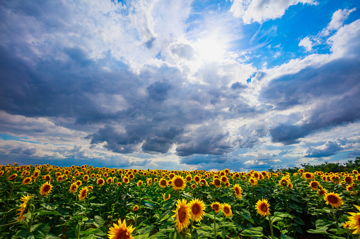 Sunflower crop under the overcast in the sky, scarcity in sunflower seed oil world supply