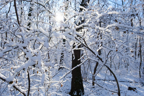 Winter Landscape with with fresh powder snow