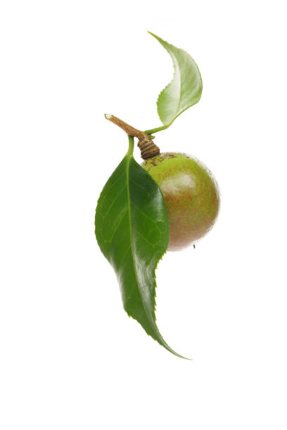 closed camellia nuts with seeds