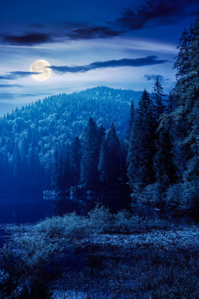istock wild lake among the coniferous forest at night 1450246757