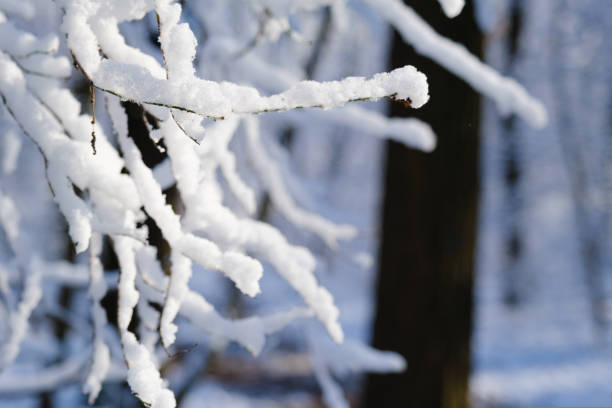 Winter Landscape with with fresh powder snow