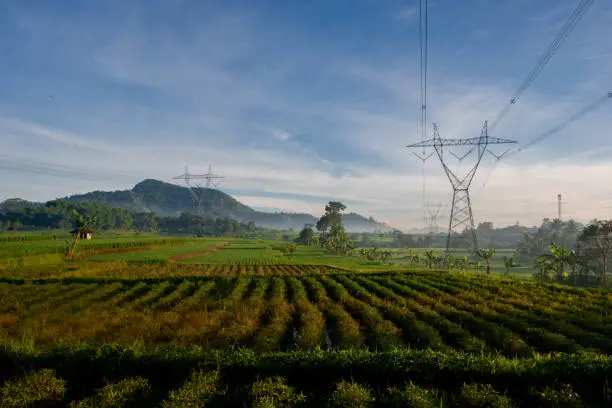The early morning view of the fields of rice that stood in a row at the center of the electric tower