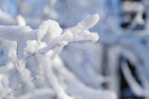 Winter Landscape with with fresh powder snow