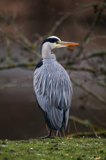 gray heron Garza real en invierno en Rombergpark Dortmund 2655 stock pictures, royalty-free photos & images