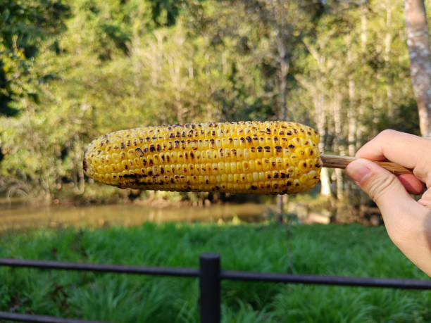 istock Delicious grilled corn, appetizer, picnic time 1450251550