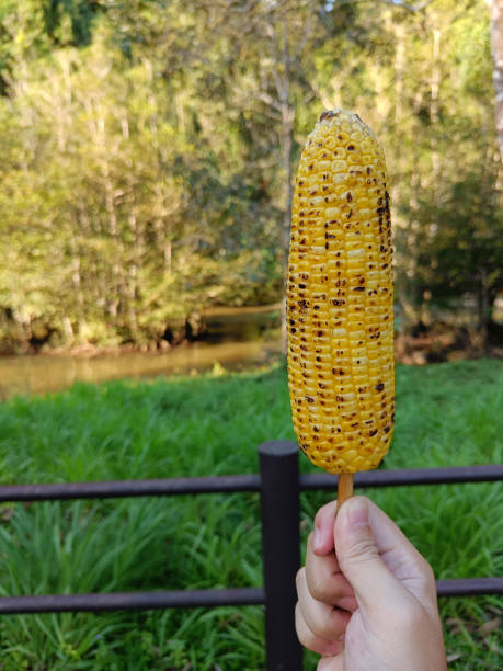 istock Hand holding delicious grilled corn, appetizers, when going on a picnic. 1450251585